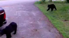 Bears in neighborhoods on the border of Wood Creek!