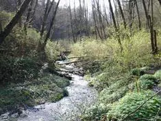 Wood Creek Update
