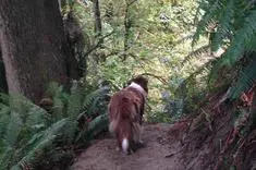 Stewards of Wood Creek Everett Public Zoom Meeting Schedule